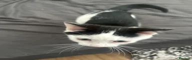 Mixed Breed Kitten 2