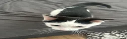 Mixed Breed cats for sale: Two male kittens  - Advert 6