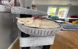Domestic Shorthair cats for sale: Red Silver Domestic Shorthair - Image 9