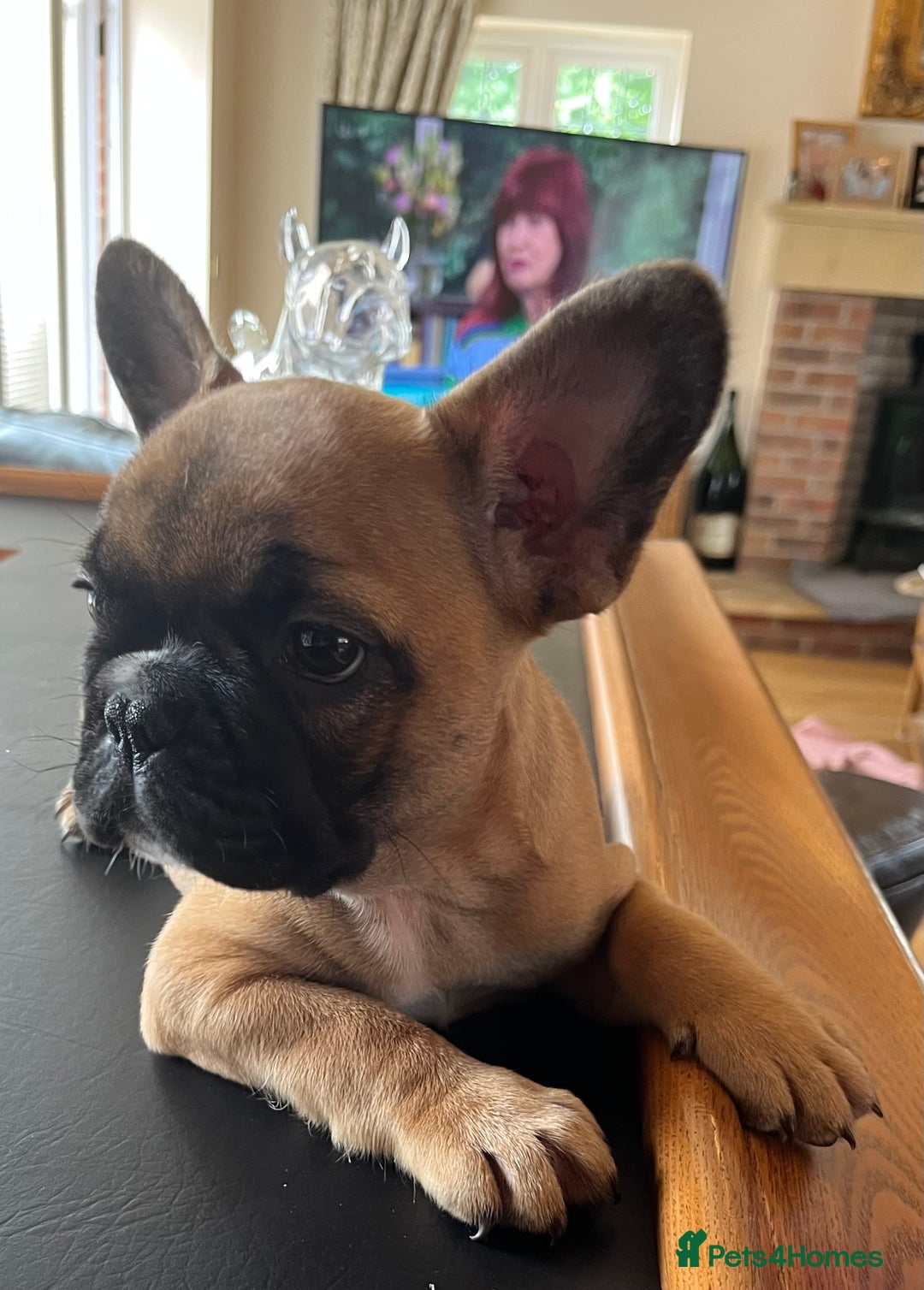French Bulldog dogs for sale: KC French Bulldog 9 week puppy, fluffy, tan - Image 4