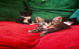 Mixed Breed cats for sale: Four Gorgeous Tuxedo & Tabby Kittens  - Image 8