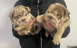 English Bulldog dogs for sale: English bulldogs / phenomenal pedigree. - Image 5