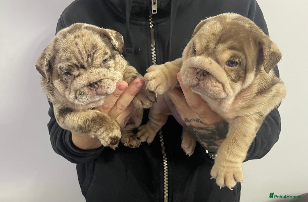 English Bulldog dogs for sale: English bulldogs / phenomenal pedigree. - Image 5