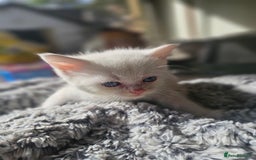 Russian Blue cats for sale: Lovley Russian blue  - Image 5