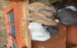 Dwarf Lop rabbits for sale: Drawf Lops - Image 2