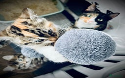 Mixed Breed cats for sale: Calico female  - Image 2