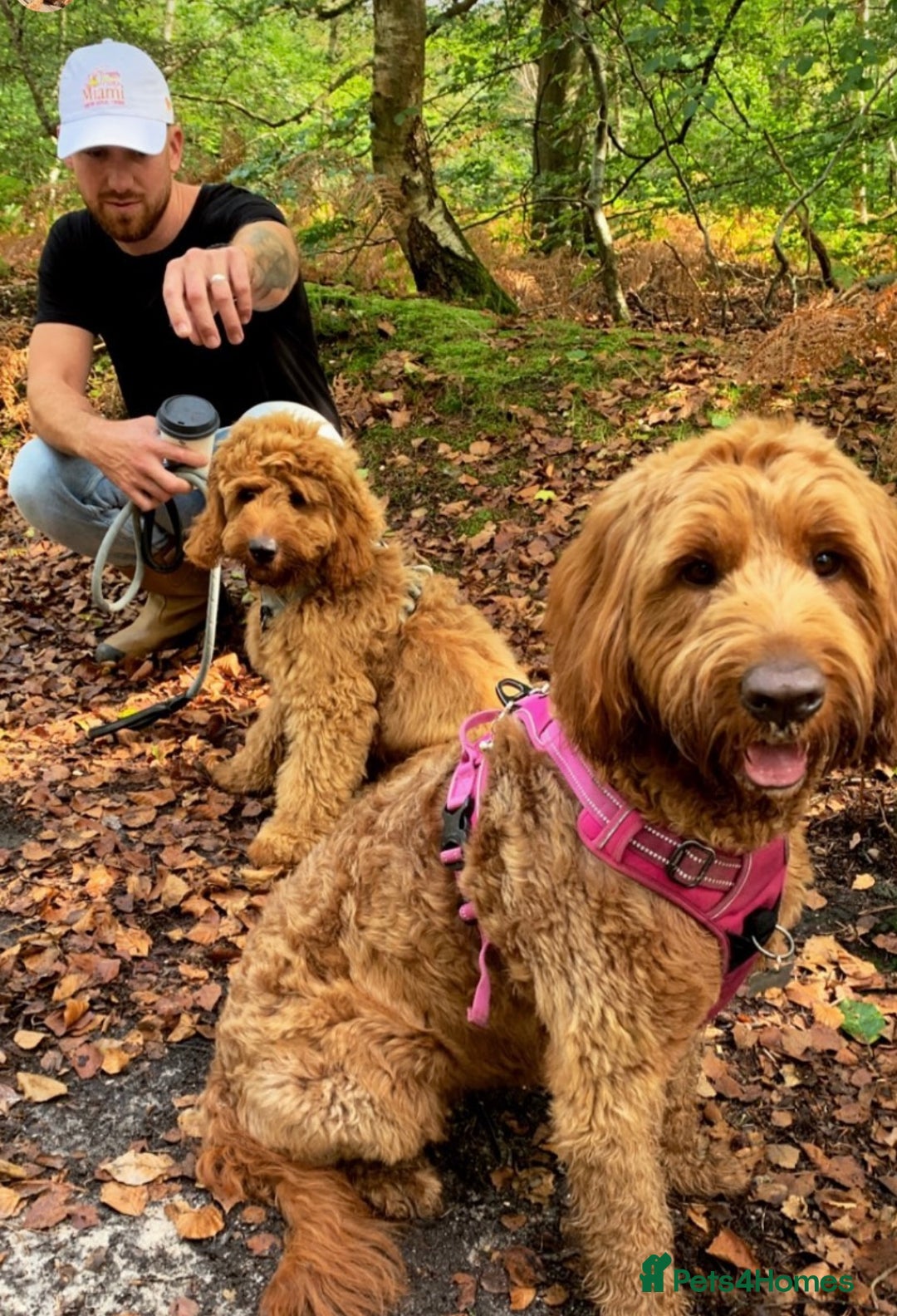 Australian Labradoodle dogs for stud: Australian Labradoodle Stud – Excellent Bloodlines - Image 28