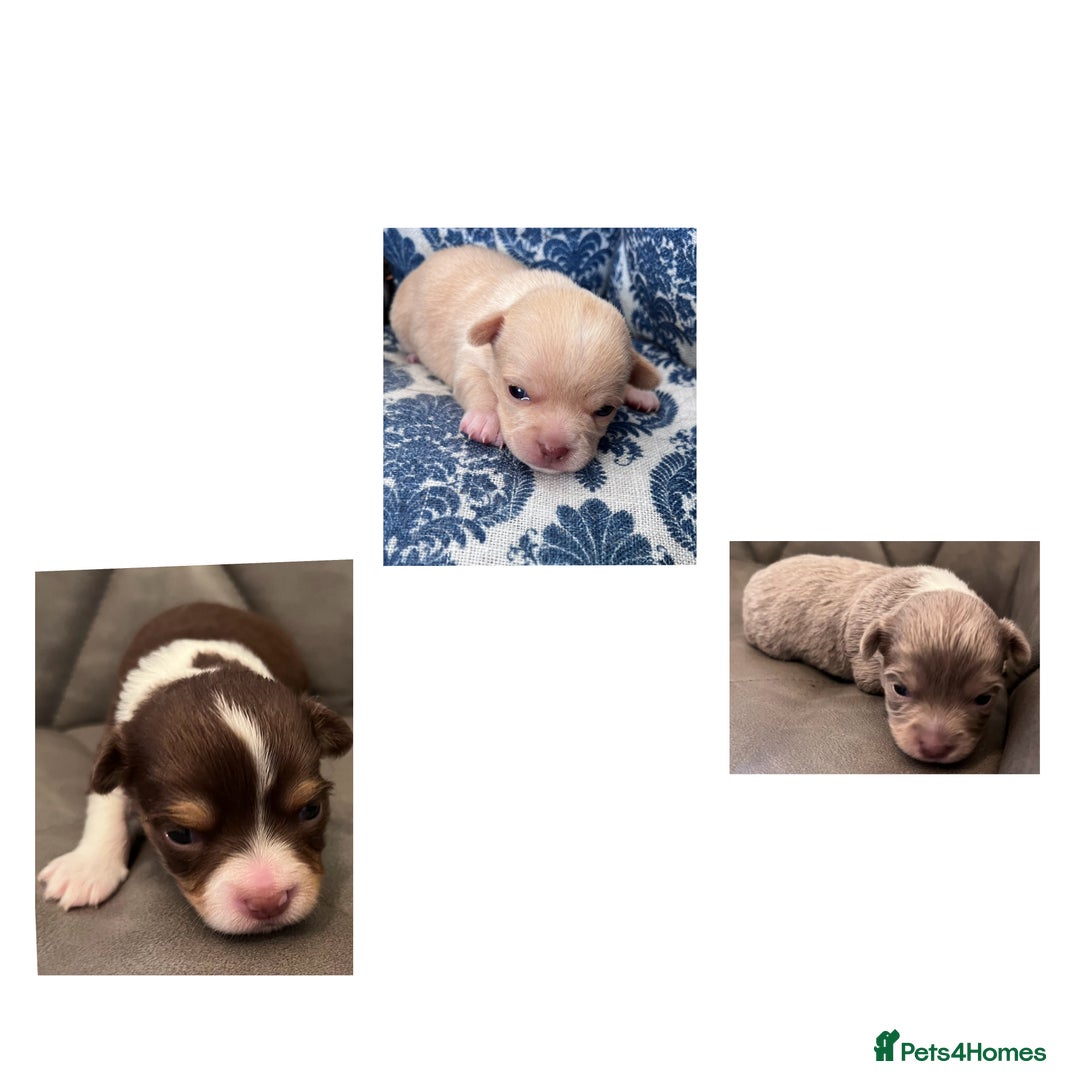 Chihuahua dogs for sale: chihuahua boy puppies  - Advert 5