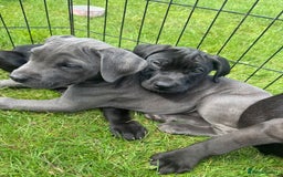 Cane Corso dogs for sale: Cane corso girl pup FULLY VACCINATED  - Image 21