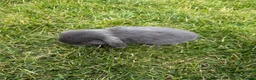 Mini Lop rabbits for sale: Baby mini lop bunnies - Advert 6