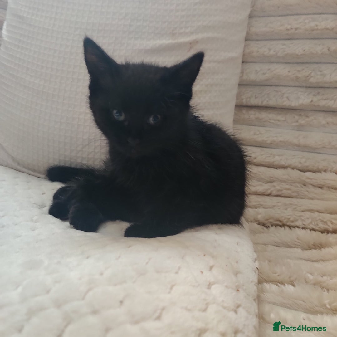 Domestic Shorthair cats for sale: Przecudowne dziewczynki - Advert 3