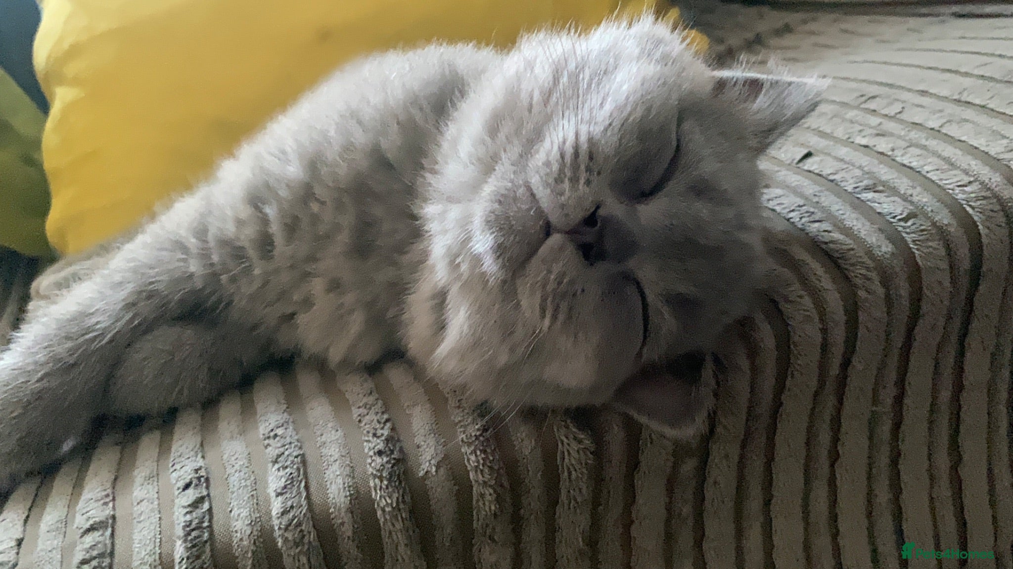 British Shorthair cats URGENT** British Short hair Cat (Male) - Advert 1