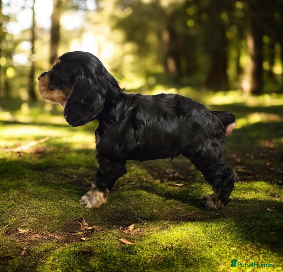 Cocker Spaniel dogs for sale: GORGEOUS, CH LINE, HEALTH TESTED SHOW COCKERS 💕 - Advert 7