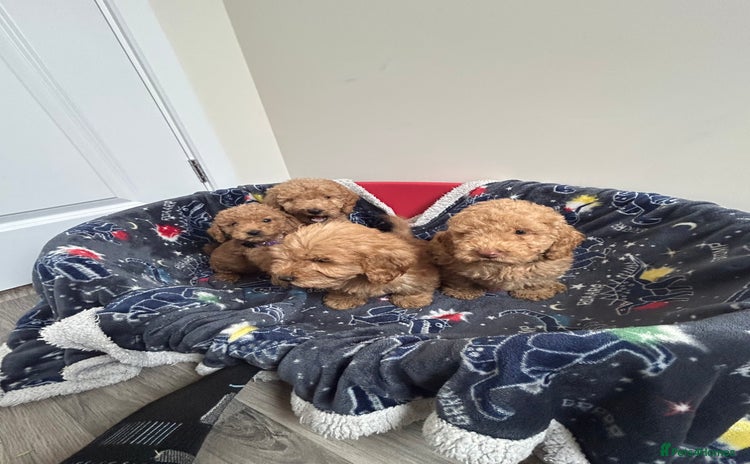 Cockapoo dogs - Advert 1