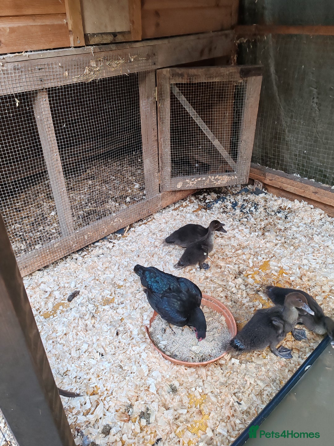 Ducks poultry for sale: Muscovy ducklings  - Image 1