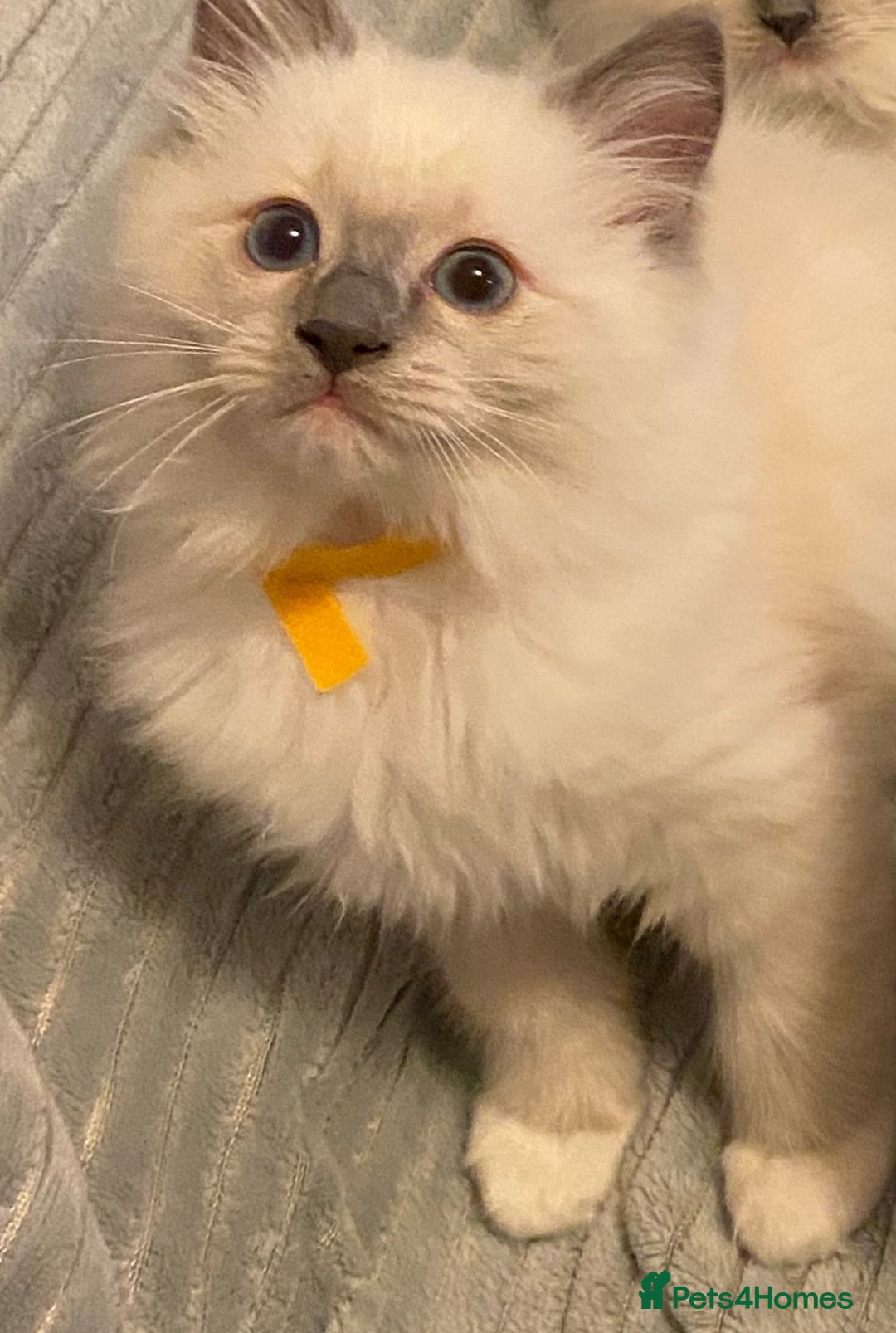 Ragdoll cats for sale: Pedigree ragdolls kittens TICA registered - Advert 16