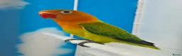 Lovebirds birds for sale: DNA sexed Male Female Lovebirds in Birmingham - Advert 11