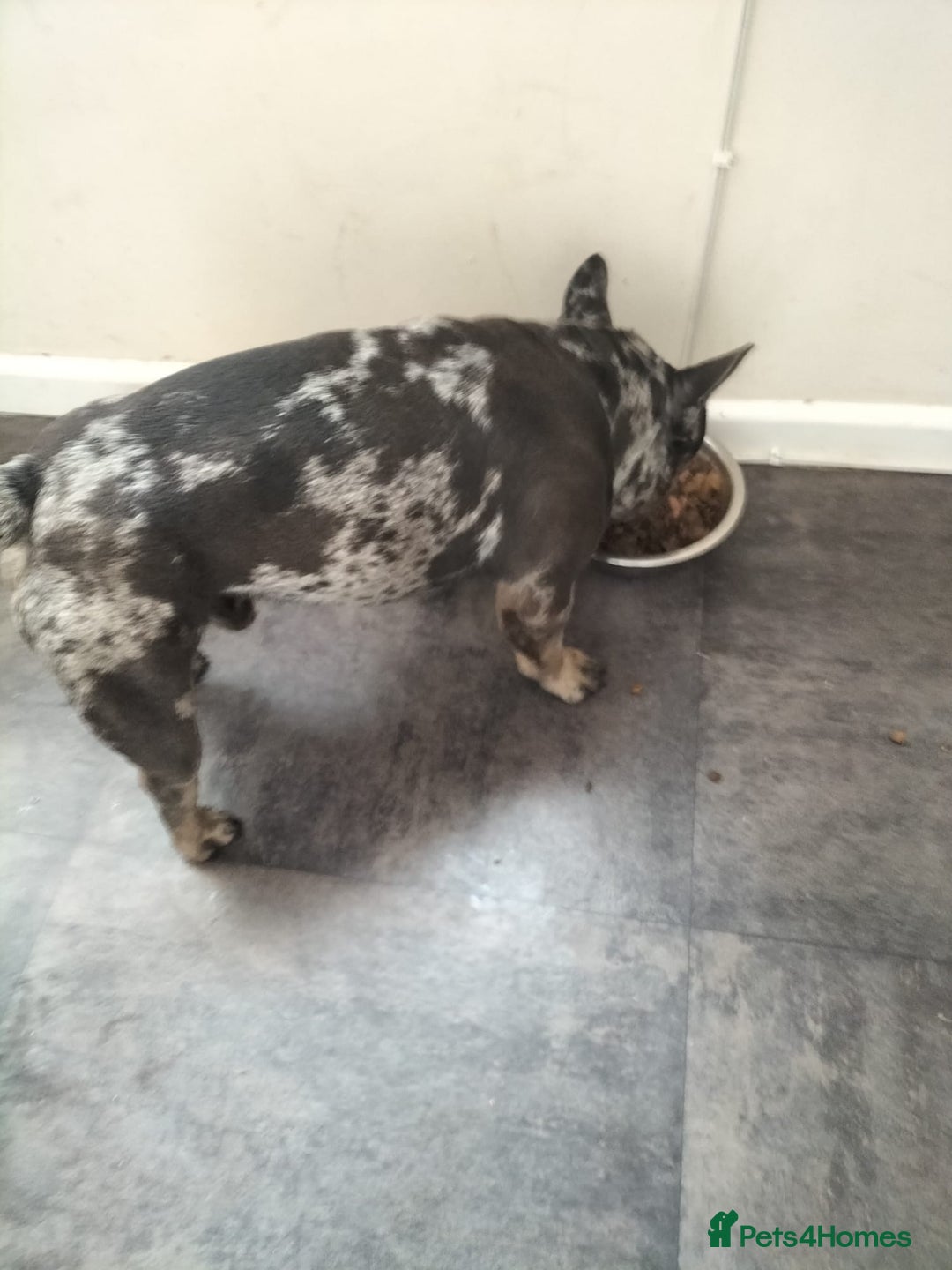 French Bulldog dogs for stud: Blue fawn white mariel  - Image 6