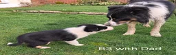 Border Collie dogs for sale: Beautiful Tri Colour Border Collie Puppies 🐶  - Advert 16