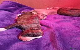 Whippet dogs for sale: Top Class Whippet Puppies bred from Champions - Image 13
