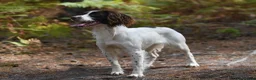 English Springer Spaniel dogs for sale: Kennel club registered Springer Spaniel Puppies - Advert 16