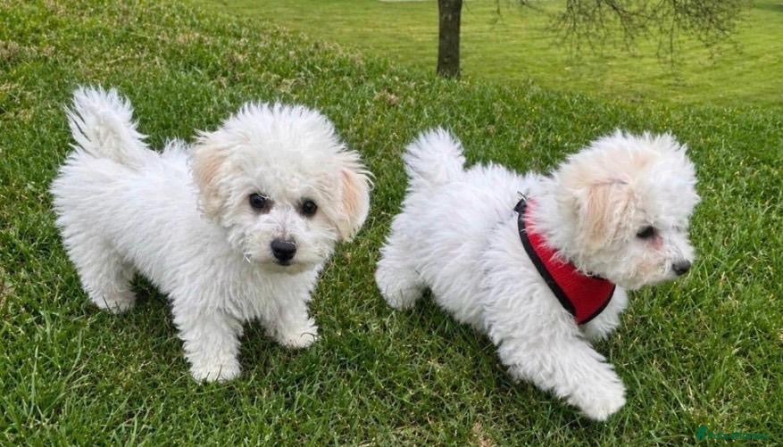 Bichon Frise dogs Beautiful bichon frisee puppies - Advert 1