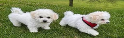 Bichon Frise dogs for sale: Beautiful bichon frisee puppies - Advert 1