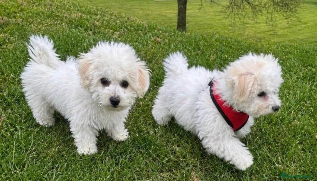 Bichon Frise dogs for sale: Beautiful bichon frisee puppies - Advert 1