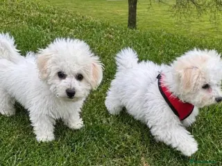 Bichon Frise dogs Beautiful bichon frisee puppies - Advert 18