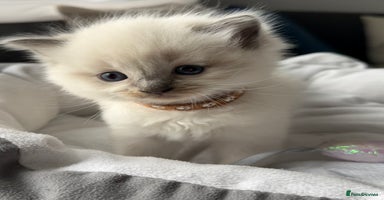 Ragdoll cats - Advert 4