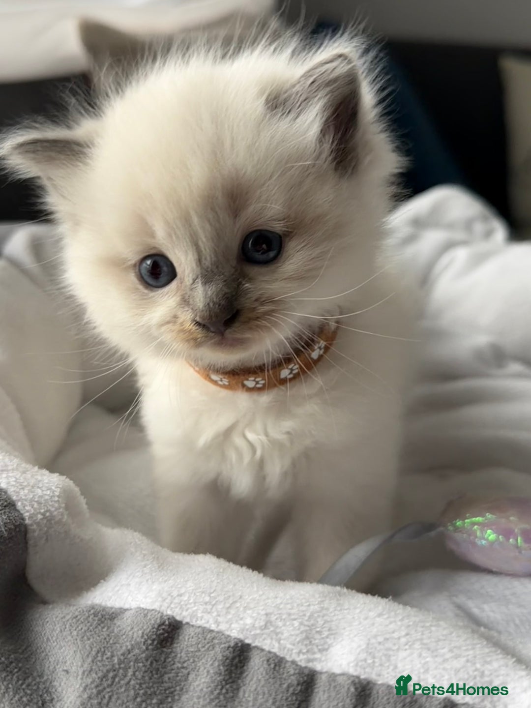 Ragdoll cats for sale: Ragdoll-lovely kittens - Image 2