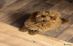 Miniature Poodle dogs for sale: lovely miniature poodle puppies - Image 26