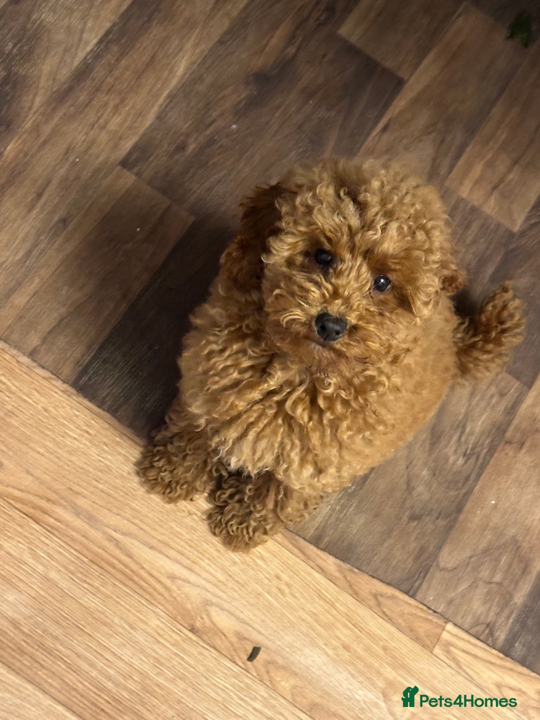 Miniature Poodle dogs for sale: lovely miniature poodle puppies - Image 26