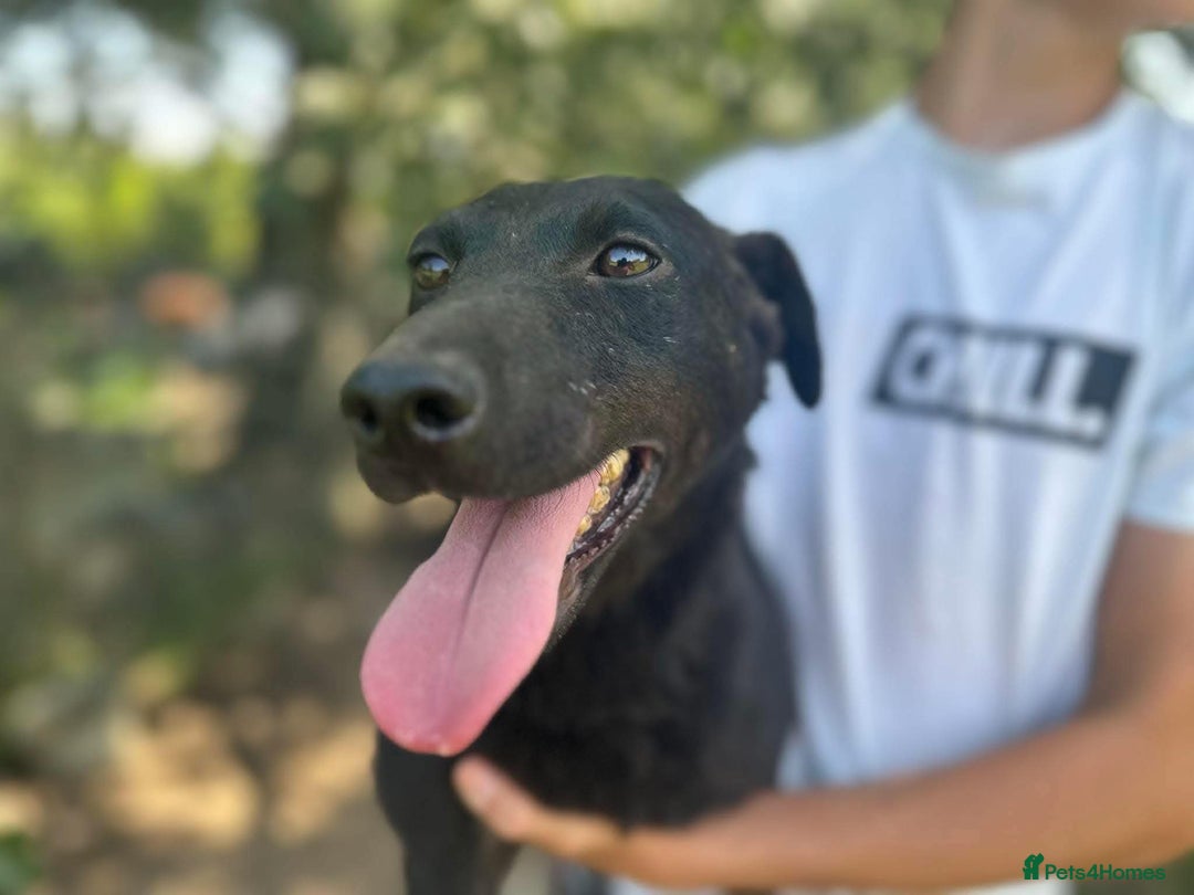 Mixed Breed dogs for sale: LOOKING FOR A SWEET GIRL?  ALLEGRA - FULL OF LOVE! - Advert 2