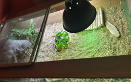 Tortoise reptiles for sale: Horsefield tortoise & set up  - Image 3