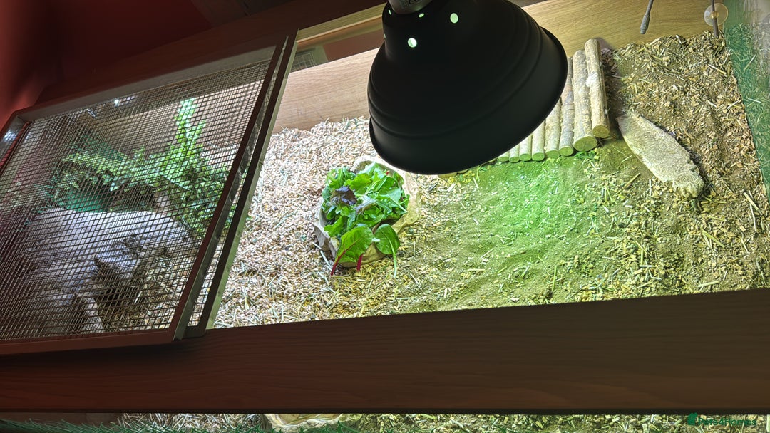 Tortoise reptiles for sale: Horsefield tortoise & set up  - Image 3