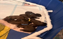 Sprocker dogs for sale: Beautiful Liver/Chocolate & White Sprocker Puppies - Image 4