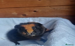 Guinea Pig rodents for sale: Male guinea pigs 7 weeks - Image 3