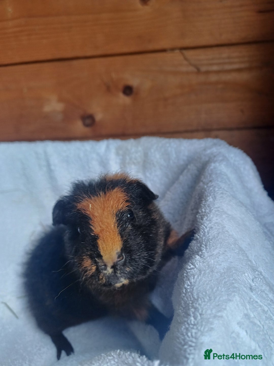 Guinea Pig rodents for sale: Male guinea pigs 7 weeks - Image 3