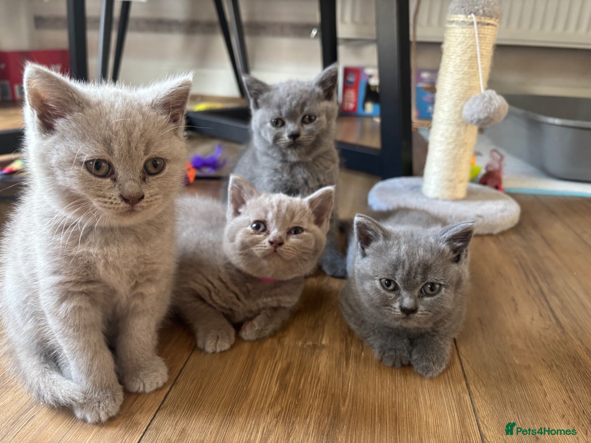 British Shorthair cats British Blue & Lilac Shorthair Kittens - Advert 12
