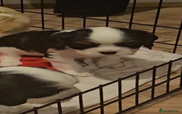 Cavalier King Charles Spaniel dogs for sale: 4 gorgeous puppies - Image 11