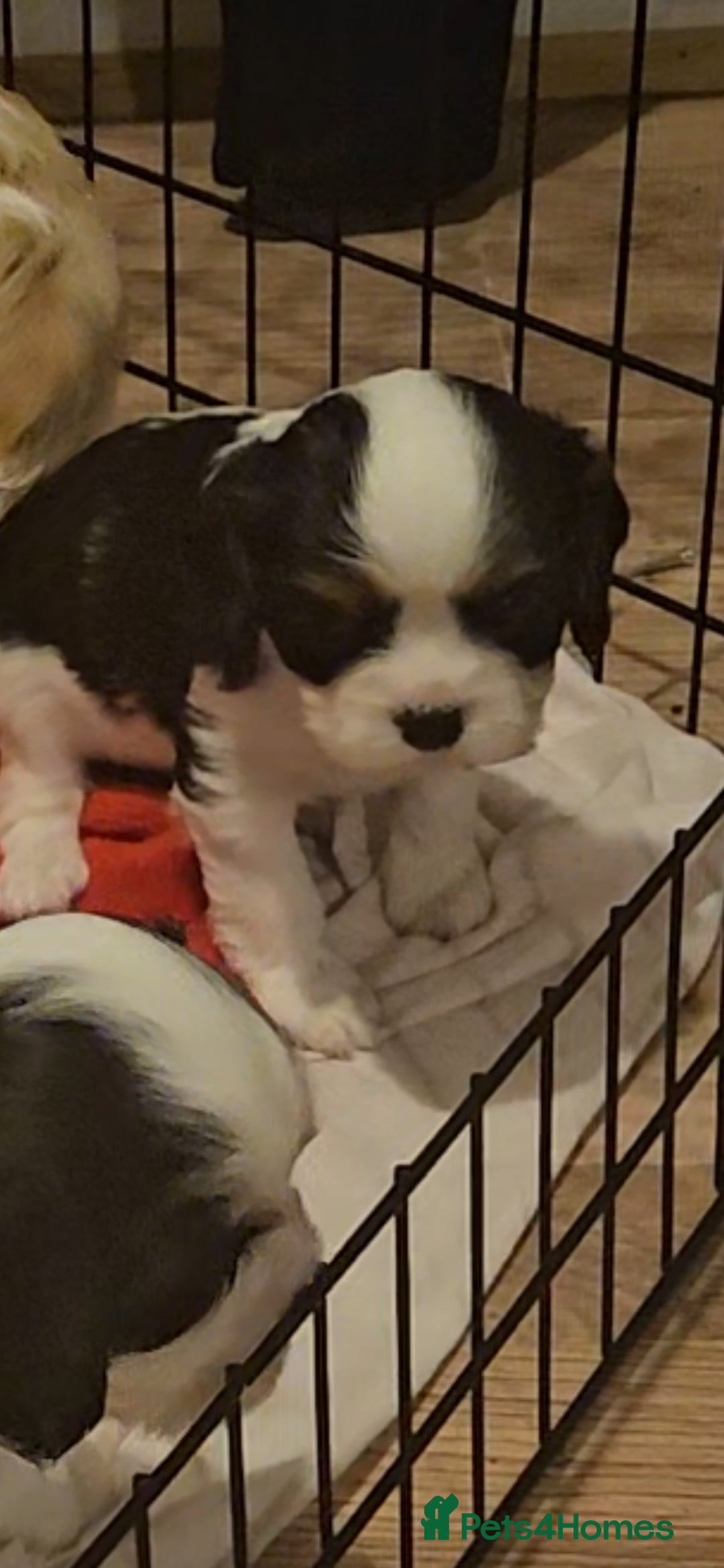 Cavalier King Charles Spaniel dogs for sale: 4 gorgeous puppies - Image 11