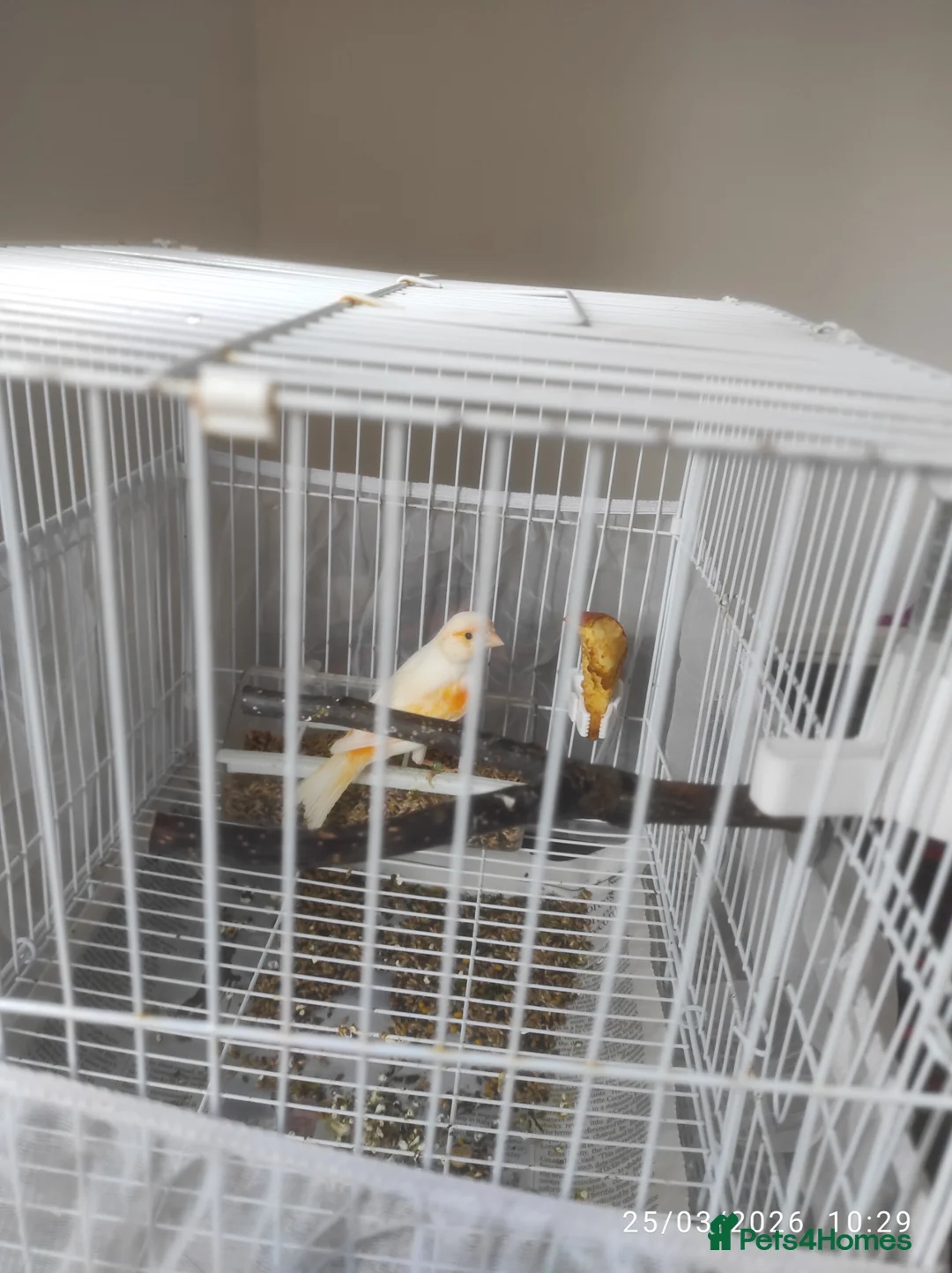 Canaries birds for sale: Canary in London - Advert 15