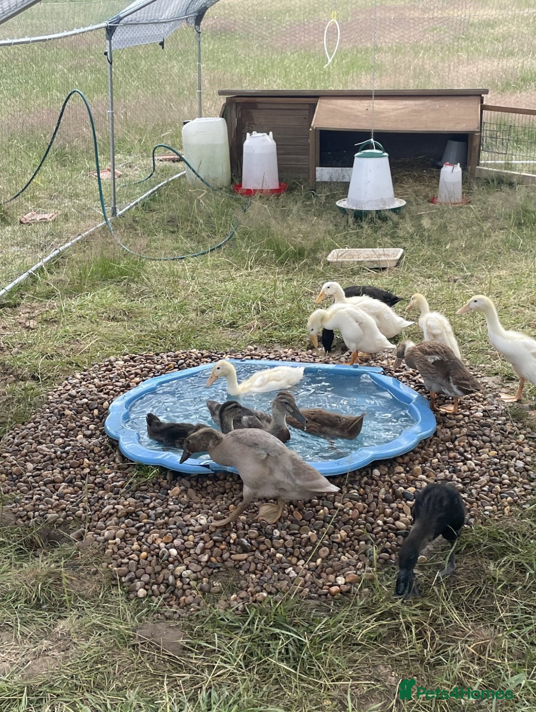 Ducks poultry for sale: Mixed Indian Runner Ducks  - Image 1