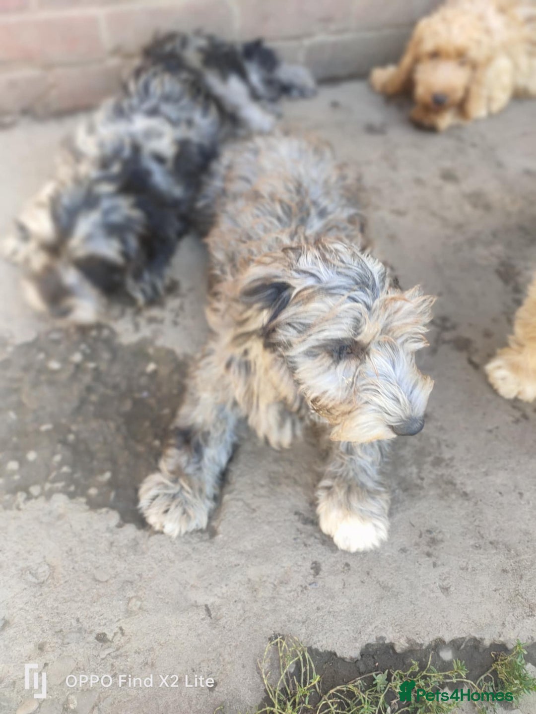 Cockapoo dogs for sale: 2 beautiful cockapoo desperate for forever homes  - Image 30