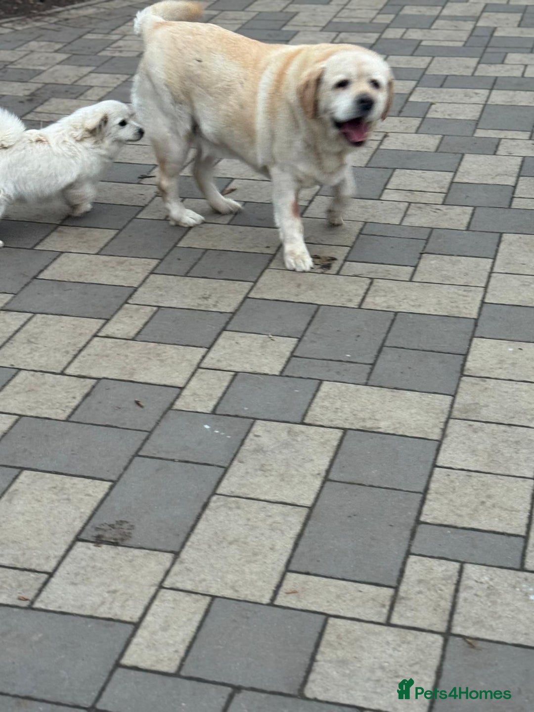 Labrador Retriever dogs for adoption: Gorgeous Trevor seeking a home - Advert 11