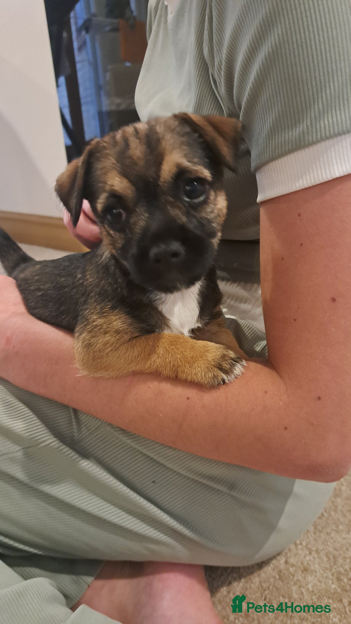 Border Terrier dogs Border terrier puppies  - Advert 1