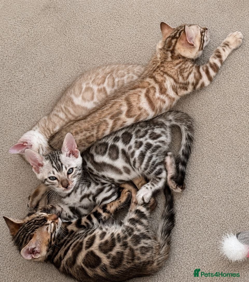 Bengal cats 🐆 Stunning Bengal Kittens – Gorgeous Rosettes - Advert 1