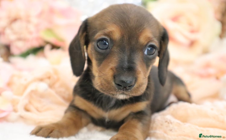 Miniature Dachshund dogs - Advert 1