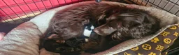 Cocker Spaniel dogs for sale: 2 gorgeous kc reg pups left in Warrington - Advert 10